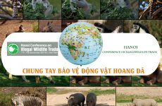 Bảo vệ động vật hoang dã - Cần sự chung tay của cả thế giới 