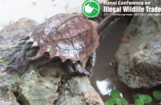 Rùa Sa Nhân - Loài rùa quý hiếm đang đứng trước bờ vực tuyệt chủng 