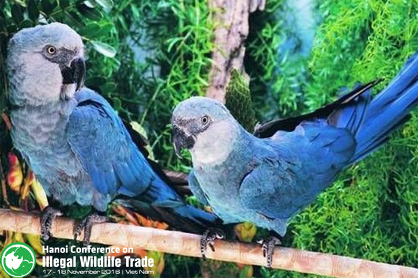 Vẹt đuôi dài xanh - 1 trong 8 loài chim đứng trước bờ vực của sự tuyệt chủng 