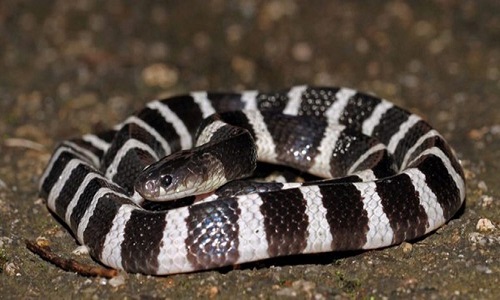 Cạp nia nam - Loài rắn có nọc cực độc 