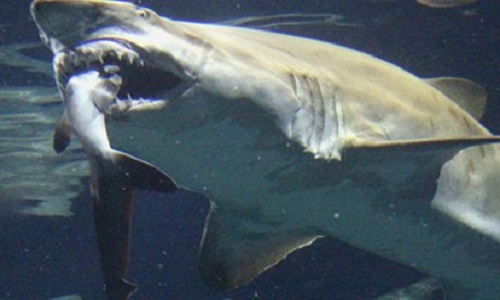 Họ cá mập hổ cát - Những loài săn mồi đáng sợ dưới đại dương 