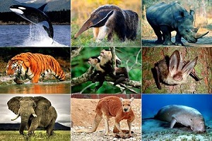 Các loài thú quý hiếm trong Sách Đỏ Việt Nam và thực trạng bảo tồn 