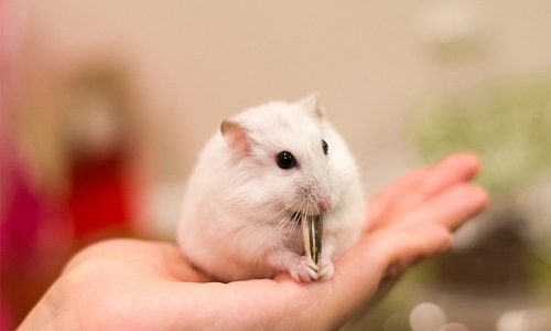 Chuột Hamster ăn gì và không ăn gì? Chế độ ăn uống tốt nhất