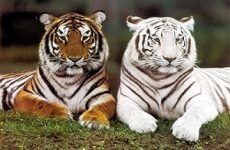 Giới thiệu về loài hổ: Đặc điểm sinh học, phân loại và tập tính sống 