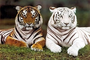 Giới thiệu về loài hổ: Đặc điểm sinh học, phân loại và tập tính sống 