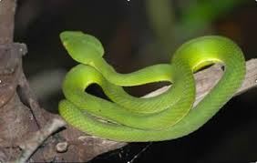 Rắn lục xanh độc không? Có các loại rắn lục nào khác ở Việt Nam? 