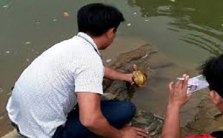 Cách nhận biết rùa vàng và thực trạng bảo tồn loài rùa vàng quý hiếm 