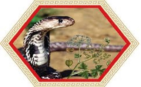 Cách nhận biết rắn hổ mang chúa - Vua của thế giới loài rắn 