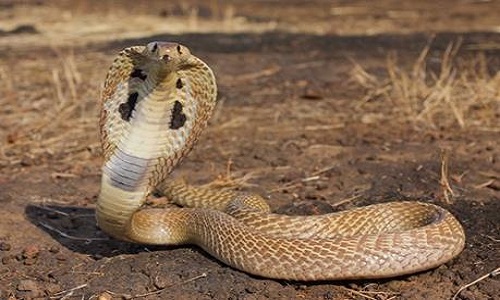 Chi rắn hổ mang: Phân loại, tập tính, phân bố và nọc độc 