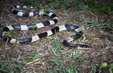 Cạp nia nam - Loài rắn có nọc cực độc 