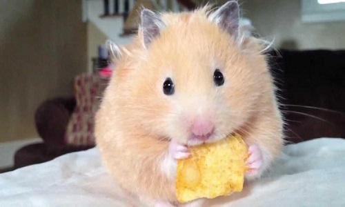 Chuột Hamster ăn gì và không ăn gì? Cách cho ăn tốt nhất 