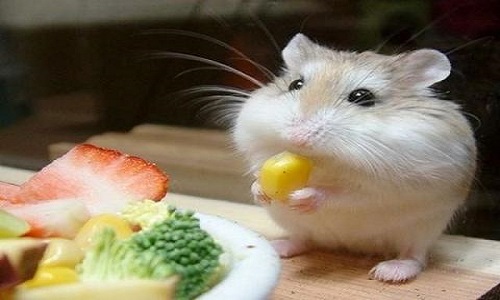 Chuột Hamster ăn gì và không ăn gì? Cách cho ăn tốt nhất 