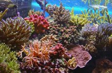 San hô là động vật hay thực vật? Cấu tạo cơ thể và cách sinh sản của san hô 