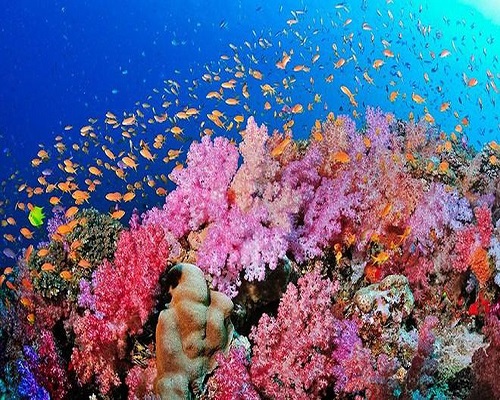 San hô là động vật hay thực vật? Cấu tạo cơ thể và cách sinh sản của san hô 