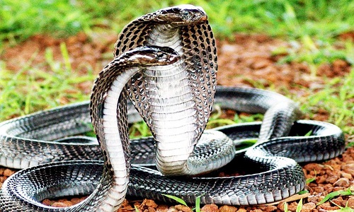 Các loại rắn hổ mang ở Việt Nam: Loài nào nguy hiểm nhất? 