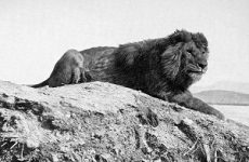 Sư tử Barbary: Đặc điểm, phân bố, tập tính và thực trạng bảo tồn 
