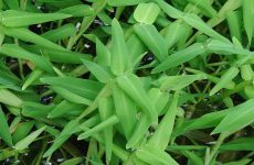 Lá cỏ chân vịt chữa thủy đậu có tốt không? Tác dụng và cách sử dụng 