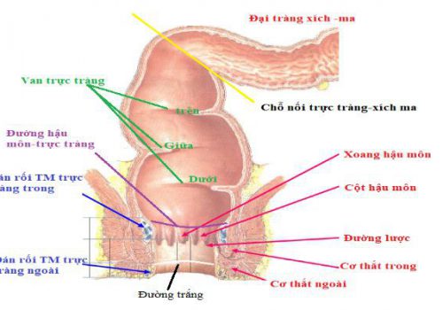 Hình ảnh giải phẫu đại tràng ở người và các ý nghĩa sau giải phẩu 