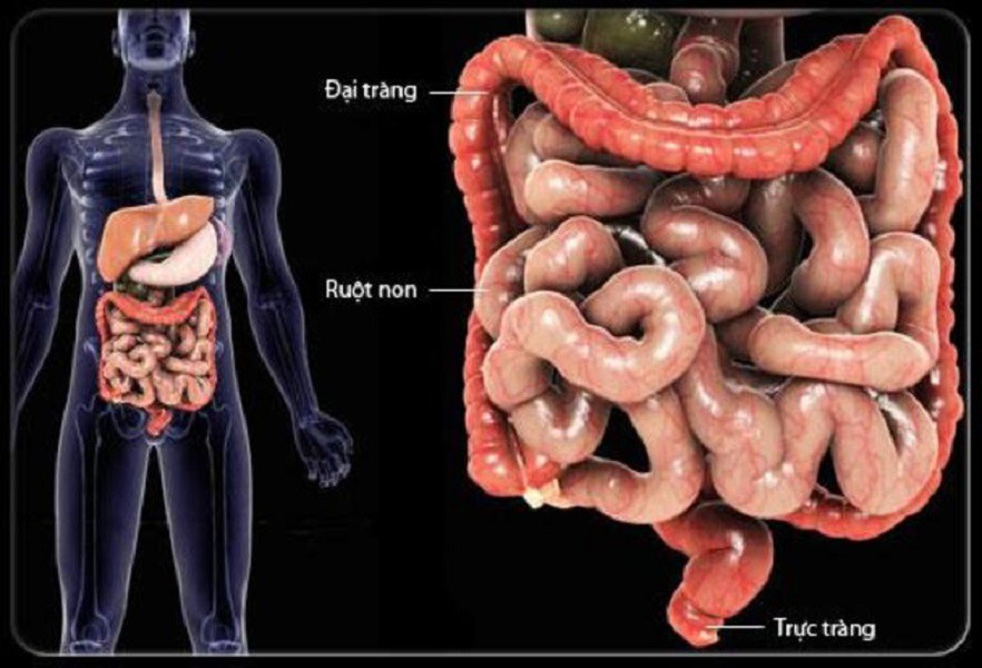 Hình ảnh giải phẫu đại tràng ở người và các ý nghĩa sau giải phẩu 